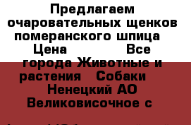 Предлагаем очаровательных щенков померанского шпица › Цена ­ 15 000 - Все города Животные и растения » Собаки   . Ненецкий АО,Великовисочное с.